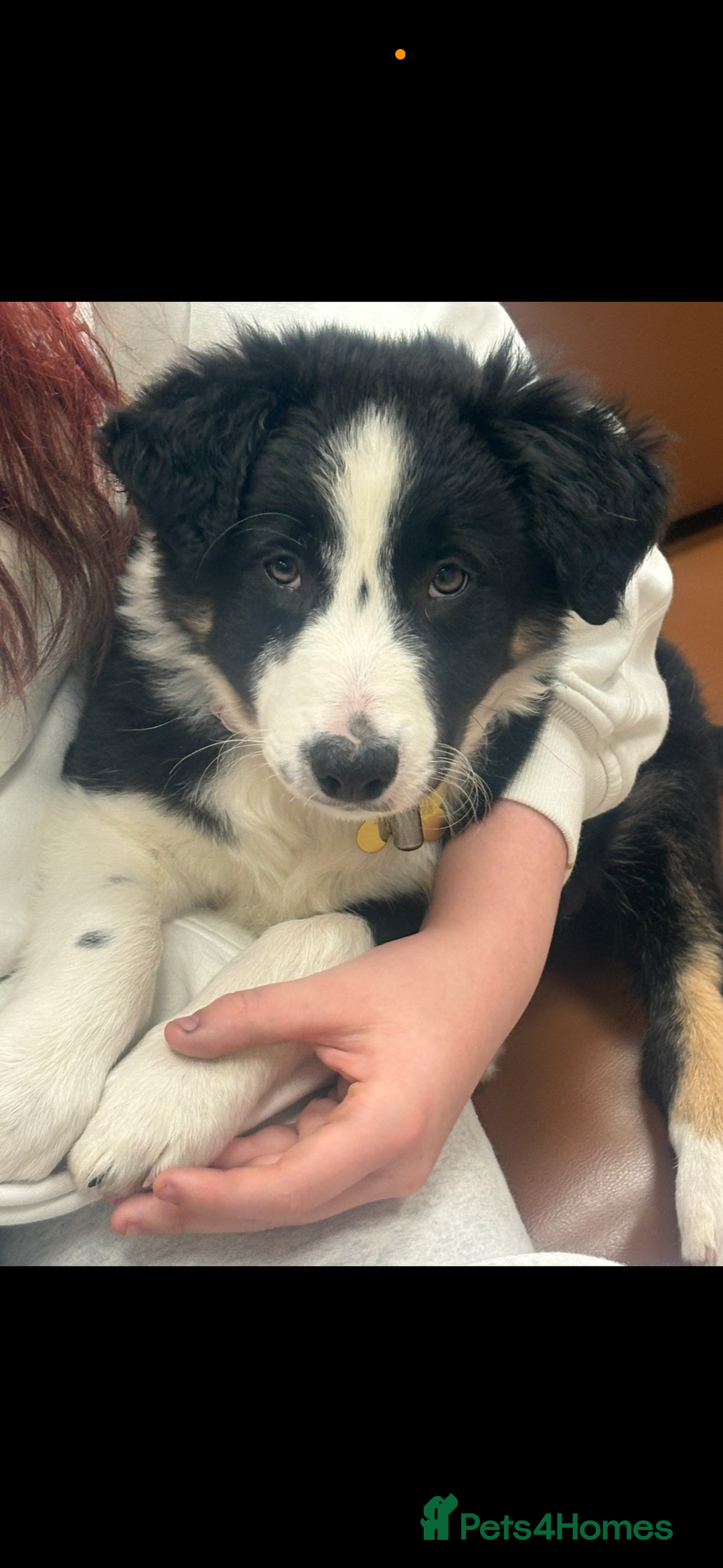Border Collie dogs for sale: Border collie female  - Advert 3