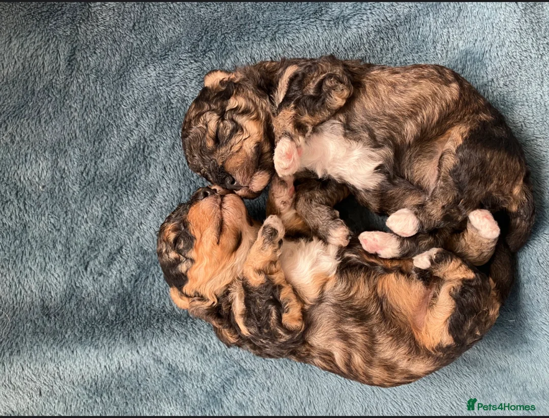 Toy Poodle dogs for stud: Gorgeous Black & White parti toy poodle in Saint Neots - Advert 19