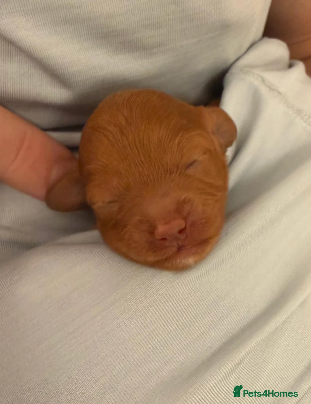 Cavapoo dogs for sale: Beautiful litter of 8 Cavapoos  - Advert 19