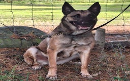 Belgian Shepherd Dog dogs for adoption: Cairo is looking for her forever home - Image 3