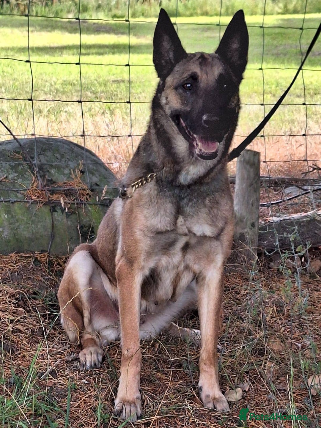 Belgian Shepherd Dog dogs for adoption: Cairo is looking for her forever home - Image 3