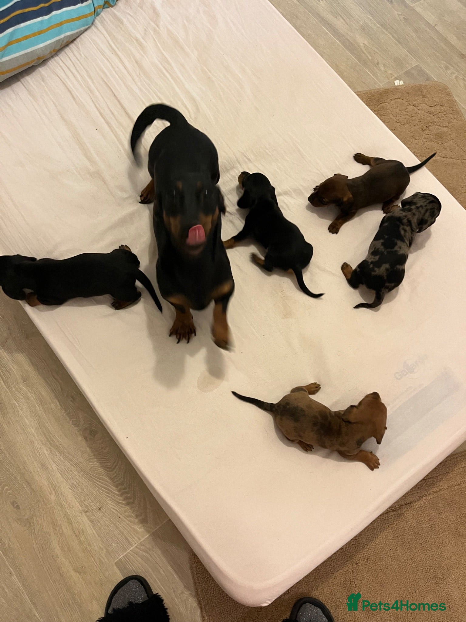 Miniature Dachshund dogs Miniature dachshund - Advert 5
