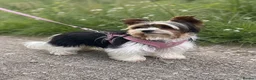 Biewer Terrier dogs for sale: ❤️ Beautiful Biewer Terriers 1 Boy & 2 Girls  ❤️ - Advert 8