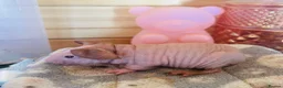 Guinea Pig rodents for sale: 2 x Funky haired baby sows  - Advert 7