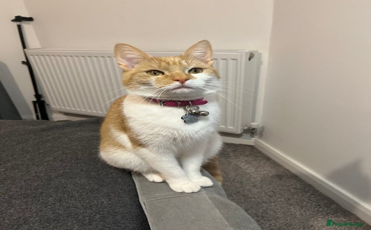 Domestic Shorthair cats Ginger & White Domestic Female Shorthair - Advert 1