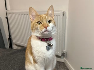 Domestic Shorthair cats Ginger & White Domestic Female Shorthair - Advert 1