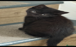 Mixed Breed cats for sale: British shorthair cross kittens  - Image 5