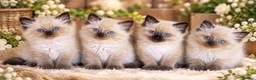 Ragdoll cats for sale: Ragdoll kittens READY NOW - Advert 4