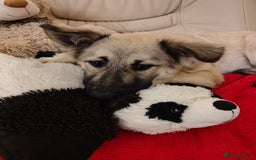 Mixed Breed dogs for adoption: ❤️🐶 Nusha – 7(8) month-old lower-medium girl❤️🐶 - Advert 8