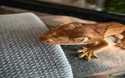 Gecko reptiles for sale: Crested gecko babies and full setup - Image 1