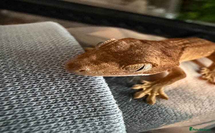 Gecko reptiles - Advert 1