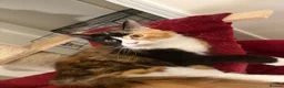 Maine Coon cats for sale: Maincoon kitten  - Advert 3