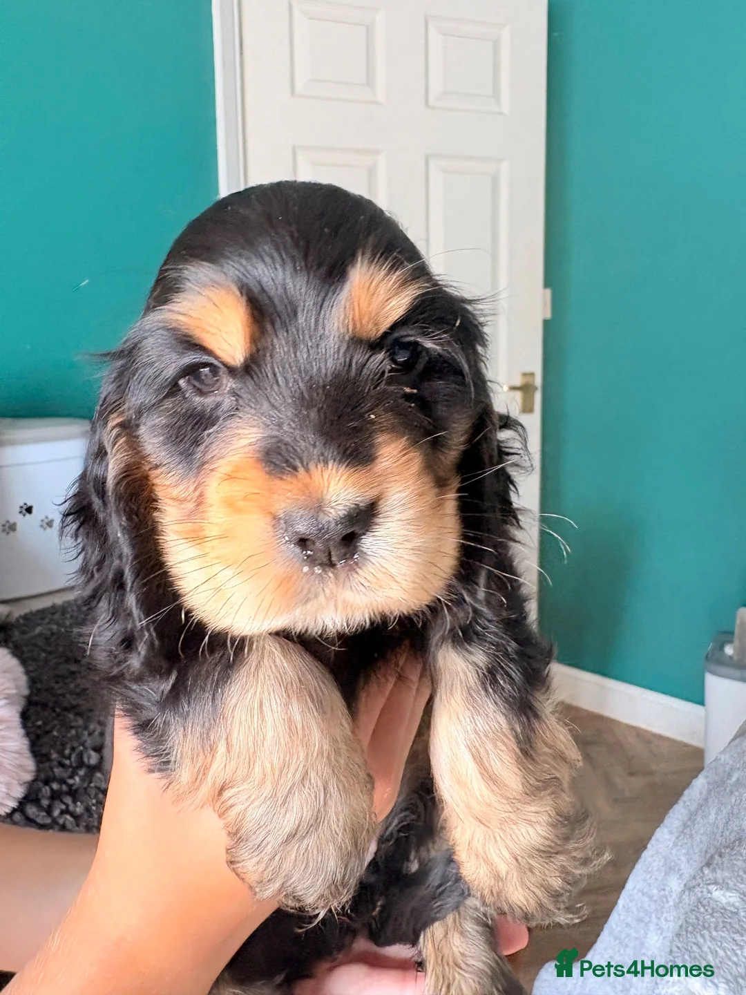 Cocker Spaniel dogs for sale: Show cocker spaniels - Advert 2
