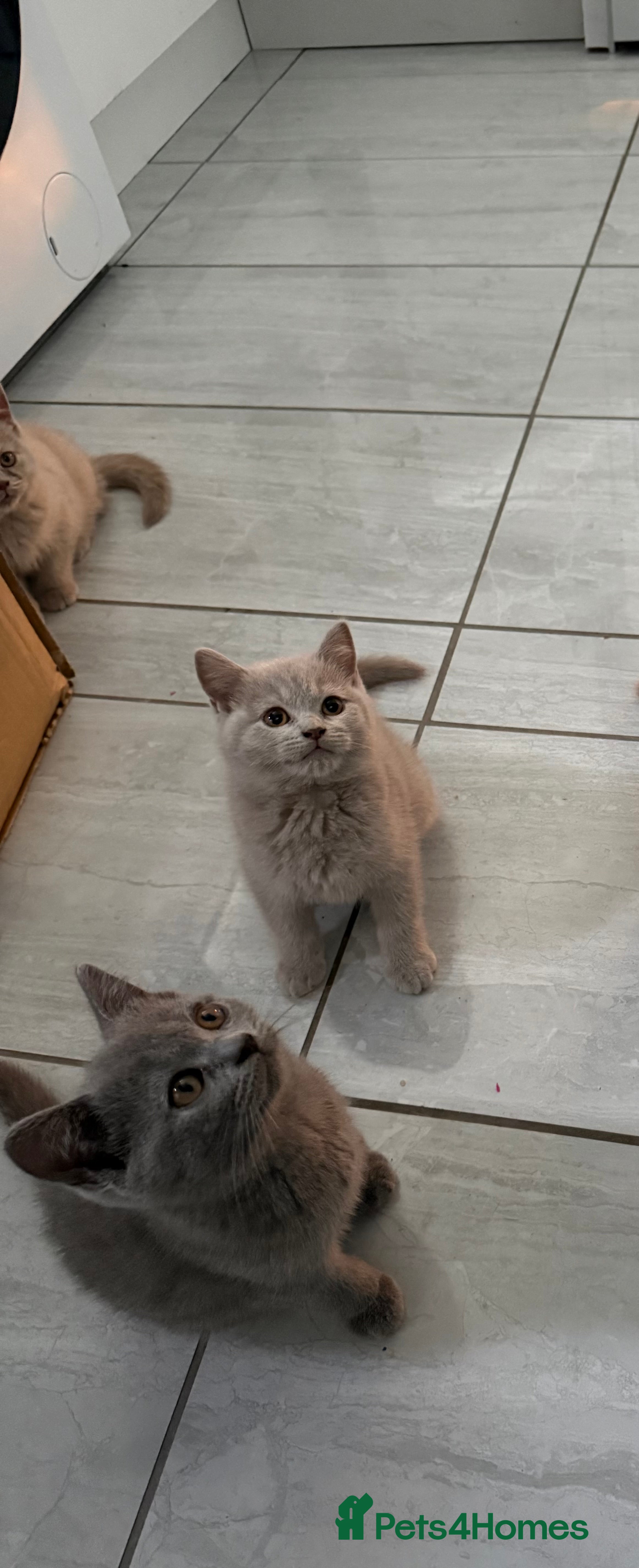 British Shorthair cats 🦁😻🦁 Beautiful British Shorthair and Longhair  - Advert 2