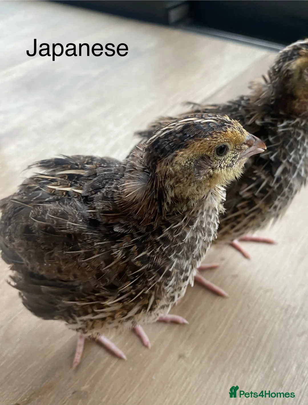 Quail poultry for sale: 3wk old Japanese and Italian jumbos £9 - Advert 2