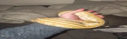 Python Snake reptiles for sale: Selling 2 ball pythons - Advert 3