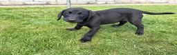 Labrador Retriever dogs for sale: 1 left boy Black Labrador Puppy for sale Cornwall  - Advert 2