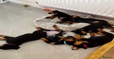 Rottweiler dogs - Advert 5