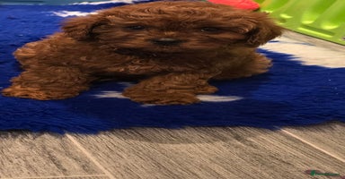 Cavapoo dogs - Advert 2