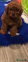 Cavapoo dogs - Advert 2