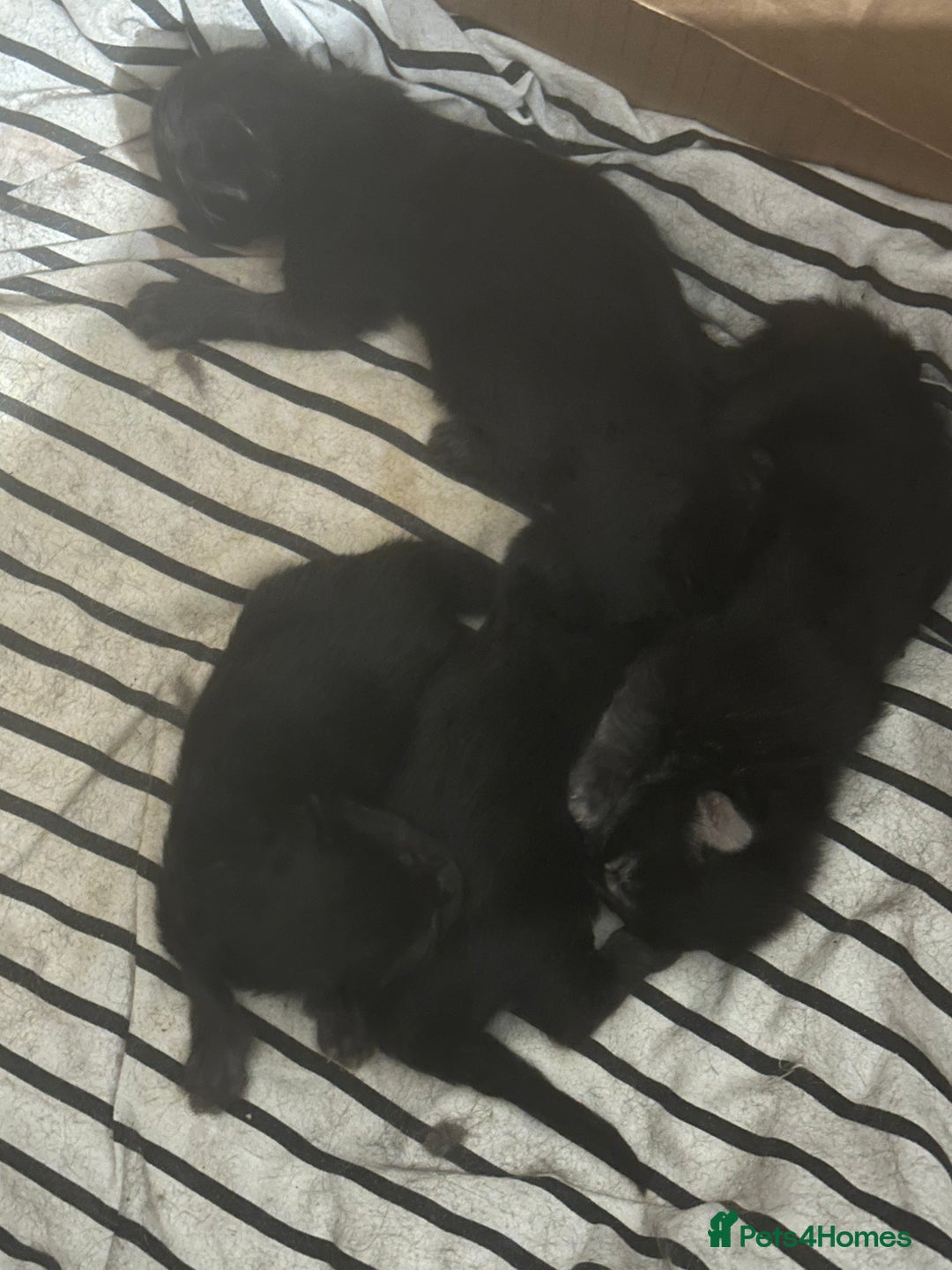 Maine Coon cats for sale: Three quarter maine coon kittens  - Advert 7
