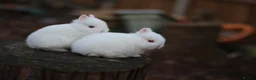 Netherland Dwarf rabbits for sale: Purebred Netherland dwarf - Advert 12