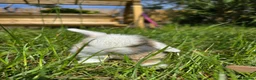 Mini Lop rabbits for sale: 4 Purebred Mini Lop kits for sale - Advert 6