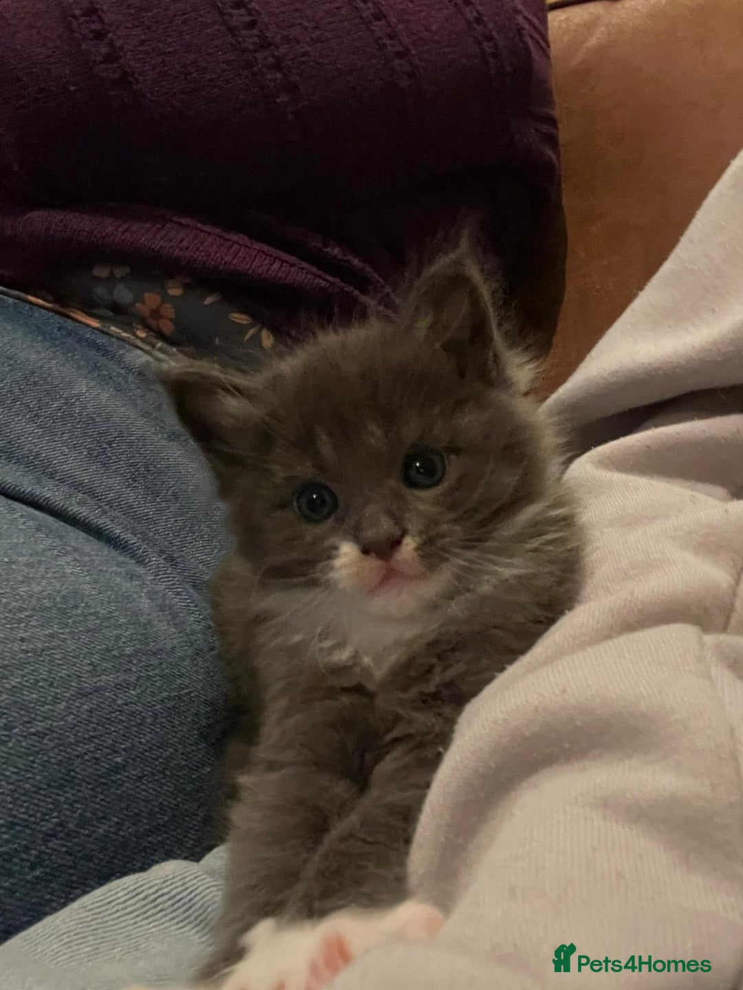 Maine Coon cats for sale: Beautiful Blue Maine Coon kittens - Advert 6