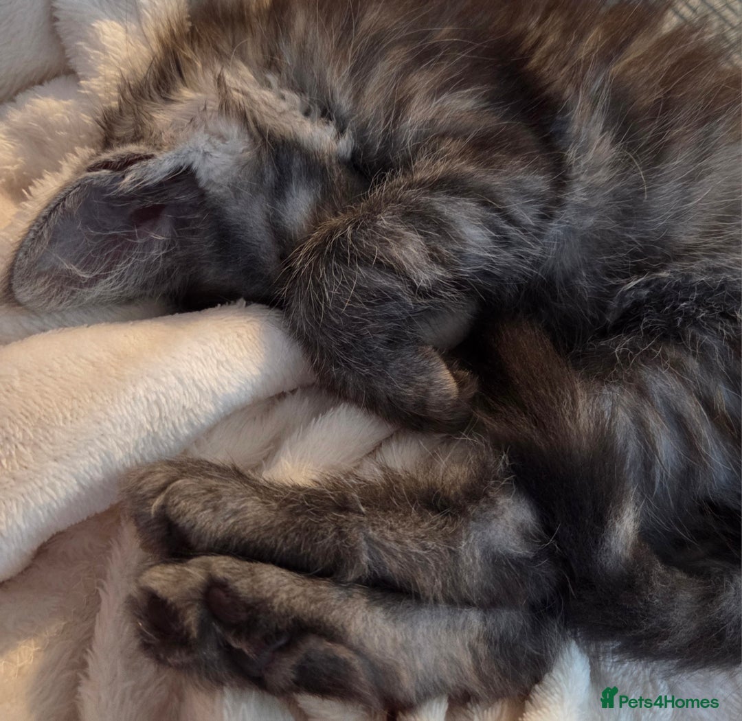 Maine Coon cats for sale: Stunning Maine Coon Kitten - Image 6