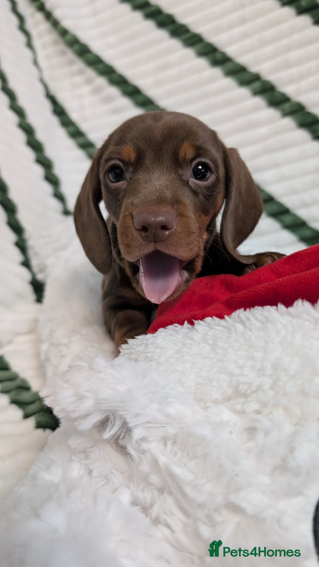 Miniature Dachshund dogs for sale: KC Reg miniature smooth hair daschund boy pups - Advert 28