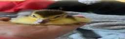 Ducks poultry for sale: Muscovy ducklings for sale  - Advert 3