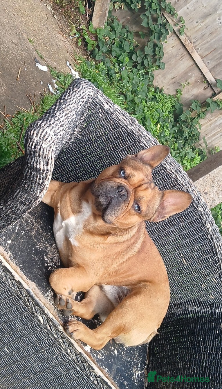 French Bulldog dogs Male French bulldog  - Advert 6