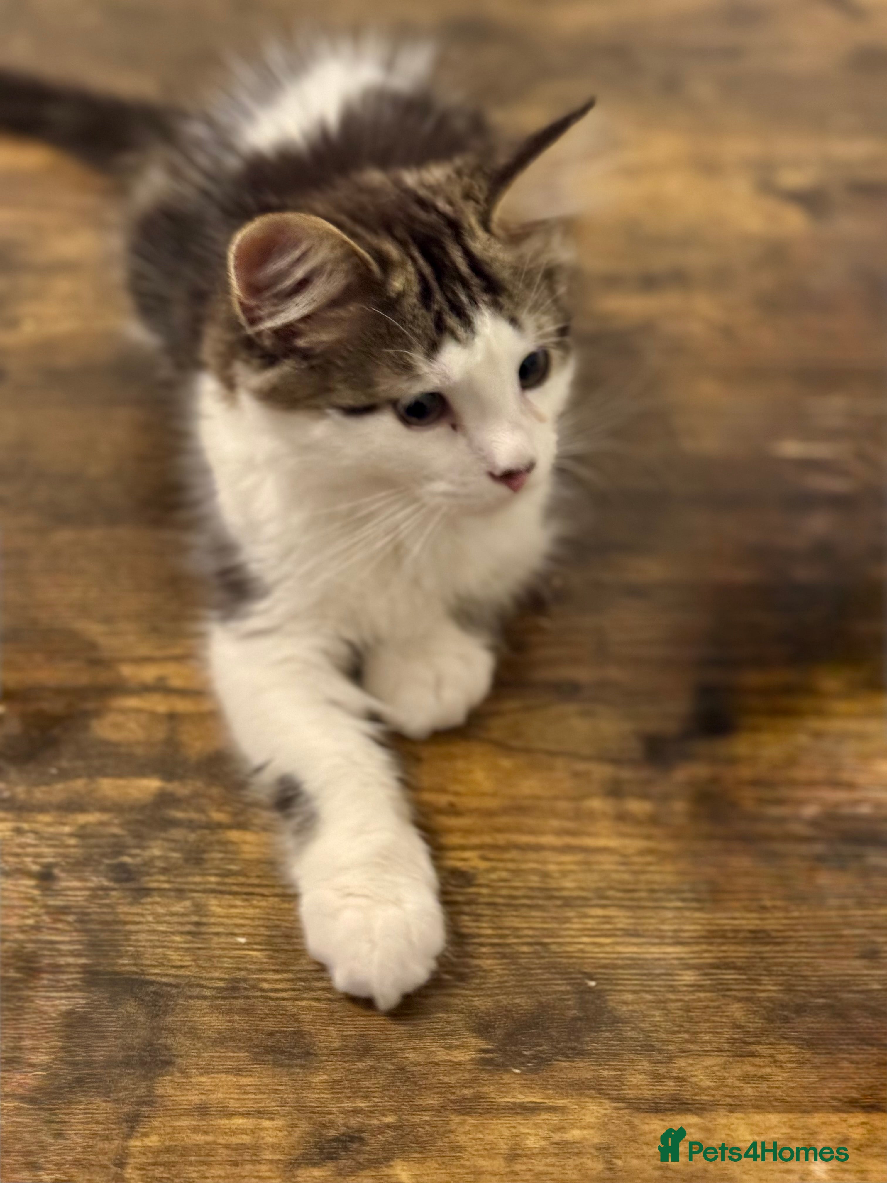 Turkish Angora cats Turkish Ankora male 6 month old - Advert 5