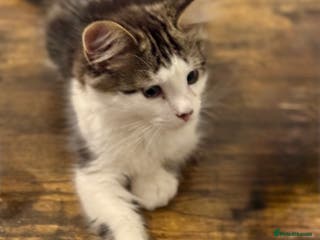 Turkish Angora cats Turkish Ankora male 6 month old - Advert 6