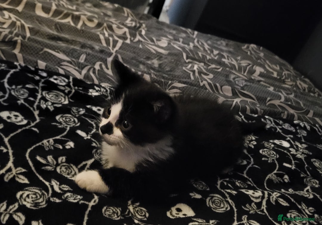 Mixed Breed cats for sale: 2 Male Kittens (Sphynx and Tuxedo) - Advert 4