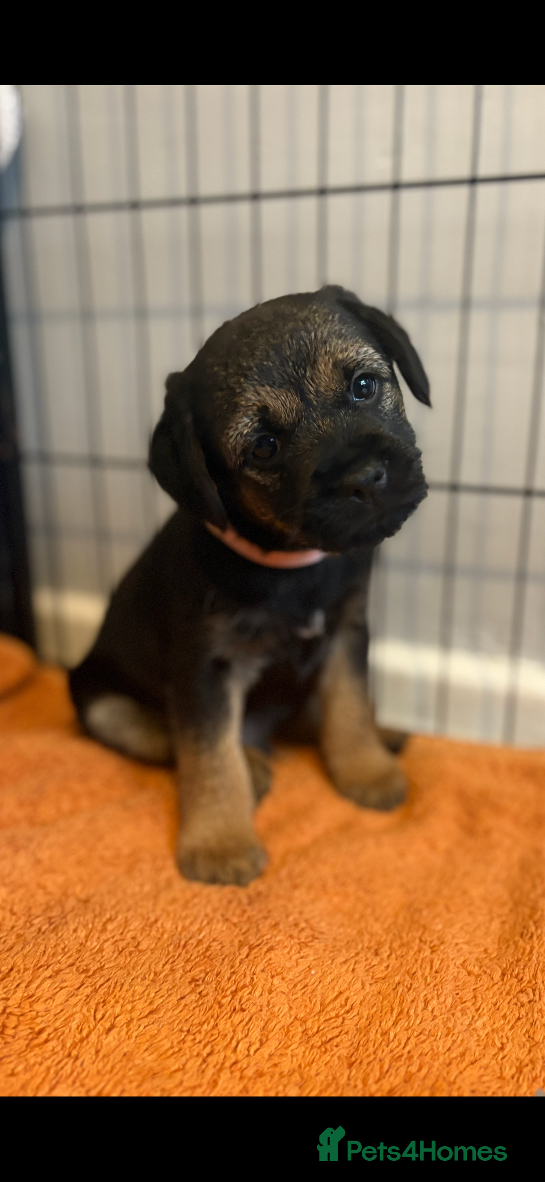 Border Terrier dogs for sale: 6 Beautiful KC Boy Border terrier puppies  - Image 5