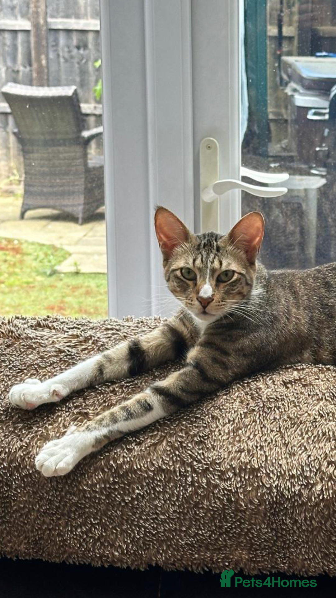 Mixed Breed cats for adoption: NOODLE-AMAZINGLY UNUSUAL FUR PATTERN -CONFIDENT! - Advert 7