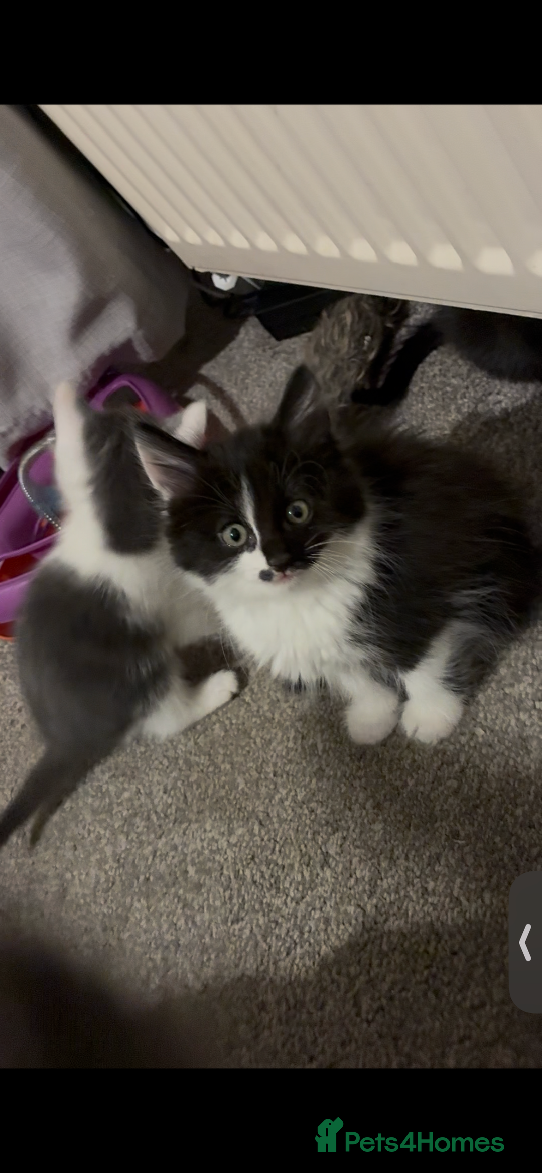 Mixed Breed cats for sale: Five kittens looking for their forever home  - Advert 8