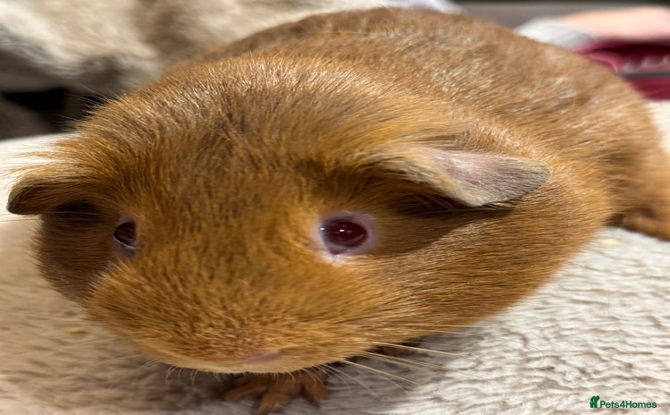 Guinea Pig rodents - Advert 2