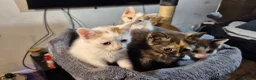 Mixed Breed cats for sale: 5 Gorgeous kittens for sale in Bedford - Advert 6