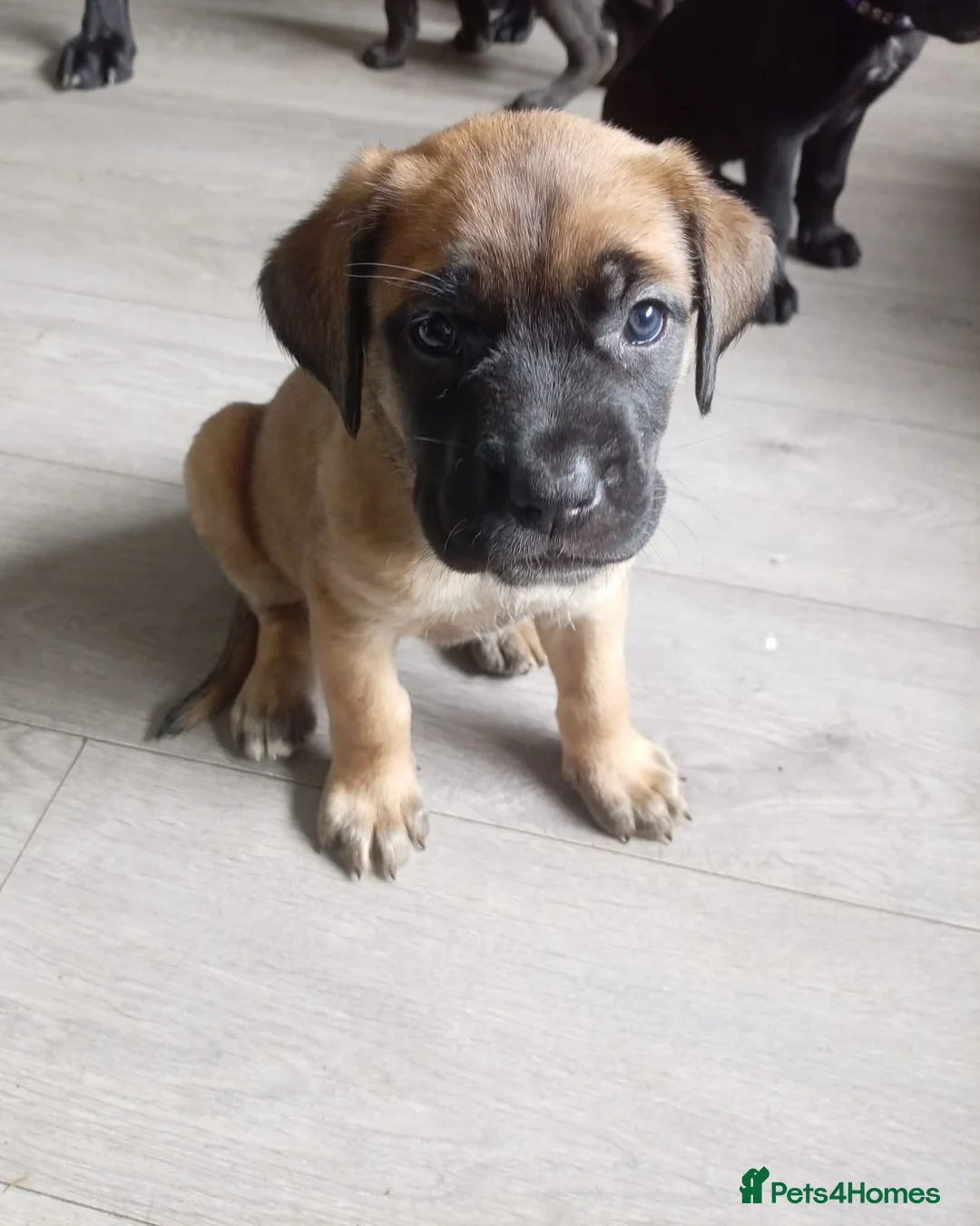 Mixed Breed dogs for sale: 5 girls 3 boys  - Advert 2