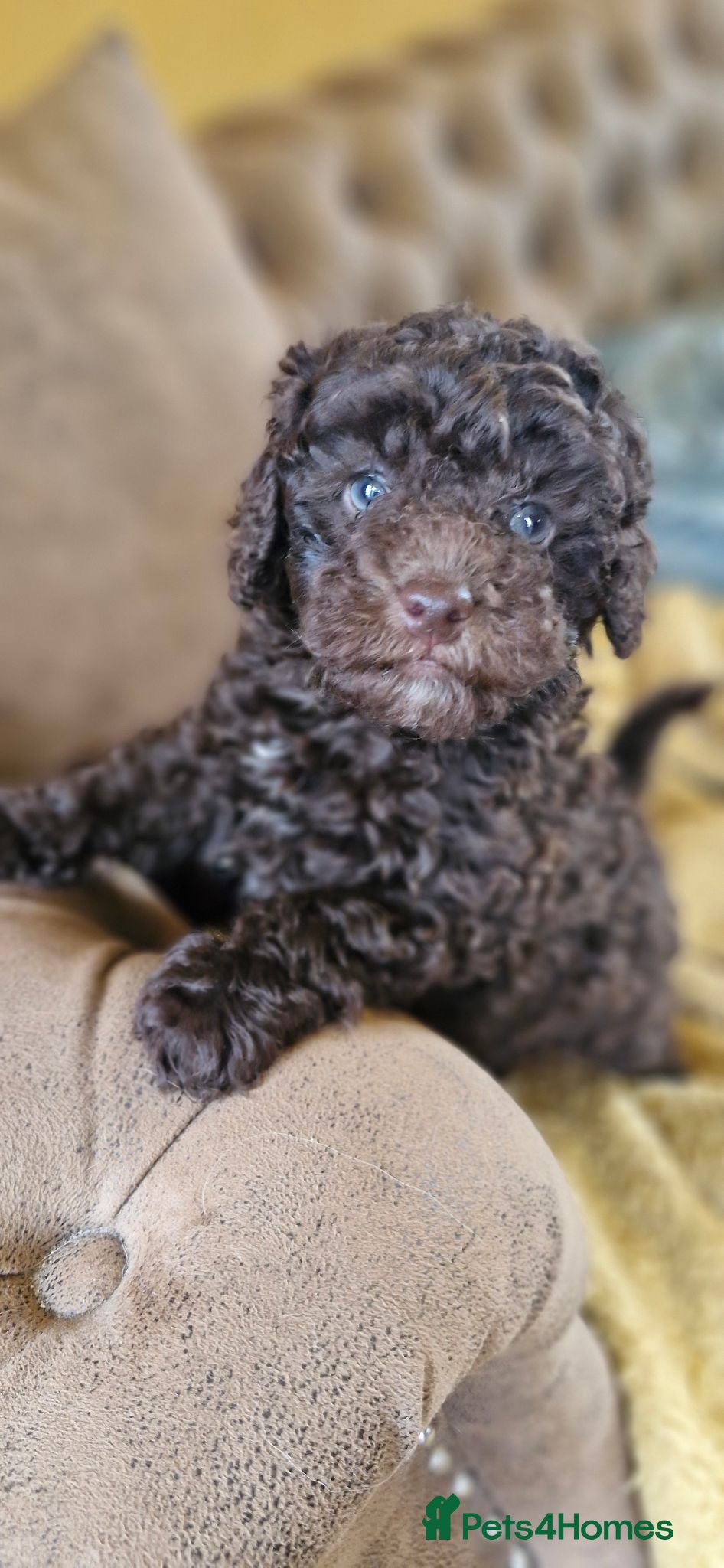 Toy Poodle dogs Chocolate poodle pupps.health tested parents  - Advert 4