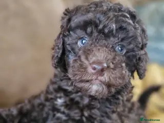 Toy Poodle dogs Chocolate poodle pupps.health tested parents - Advert 6