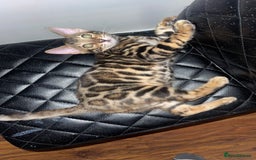 Bengal cats for sale: 🏡Stunning Tica registered Bengal Kittens  🐾 - Image 34