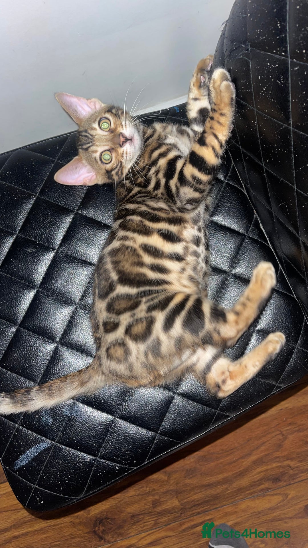 Bengal cats for sale: 🏡Stunning Tica registered Bengal Kittens  🐾 - Image 34