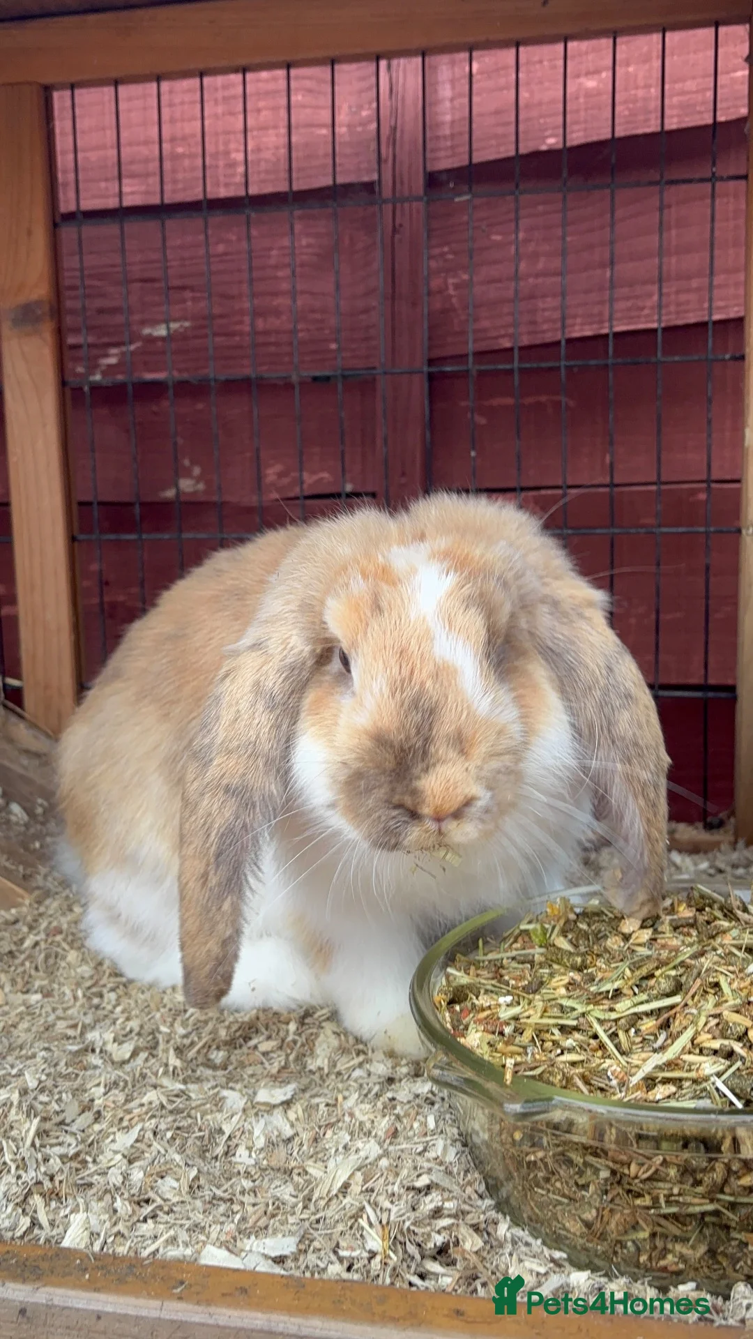 French Lop rabbits for sale: 2 male french lops  in Bridgnorth - Advert 2