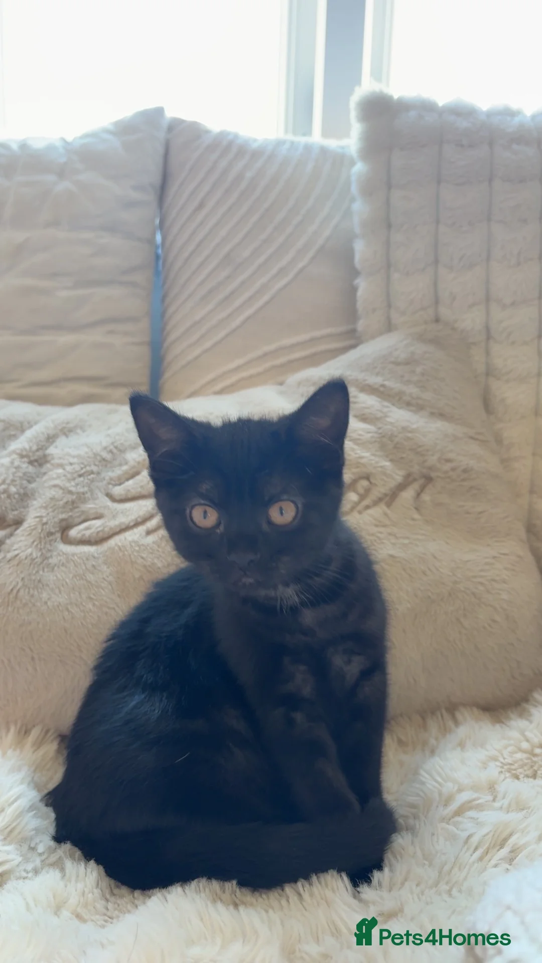 British Shorthair cats for sale: British shorthair tabby  - Advert 2