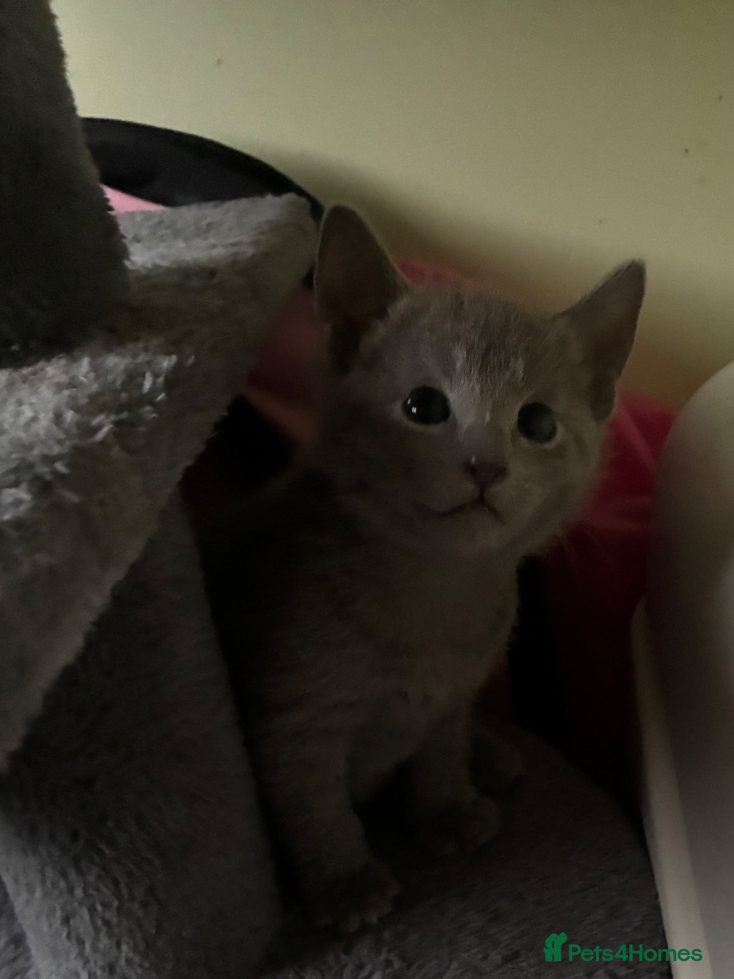 Russian Blue cats for sale: TICA 5* pedigree Russian Blue Kittens - Advert 2
