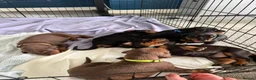 Dobermann dogs for sale: 1 Beautiful Female Doberman Puppy  - Advert 2