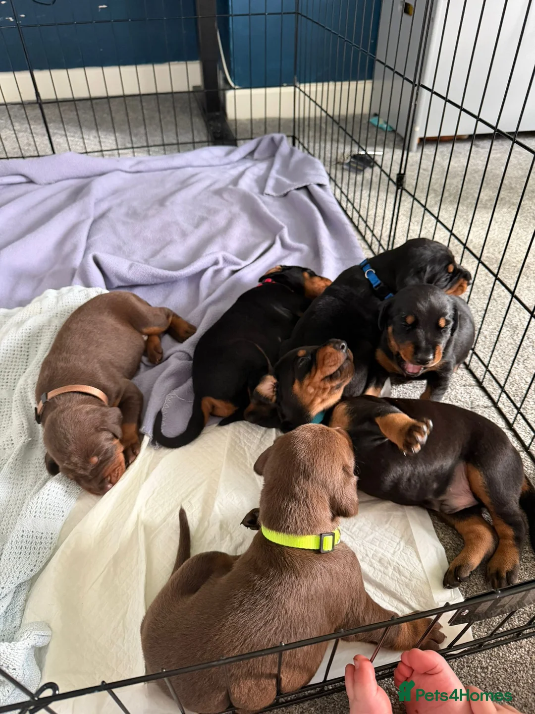 Dobermann dogs for sale: 1 Beautiful Female Doberman Puppy  - Advert 2